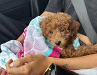 Riley, a female Miniature Goldendoodle for sale in Tampa, FL – Photo 2 of 2