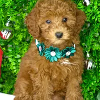 Riley, a female Miniature Goldendoodle for sale in Tampa, FL – Photo 1 of 2