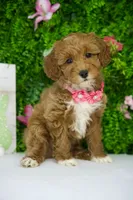 Flora, a female Miniature Goldendoodle for sale in Tampa, FL – 1 of 2