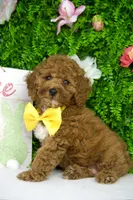 Clyde, a male Goldendoodle and Miniature Goldendoodle for sale in Tampa, FL – 2 of 2
