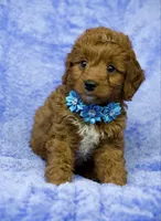 Lilly, a female Miniature Goldendoodle for sale in Tampa, FL – 2 of 2