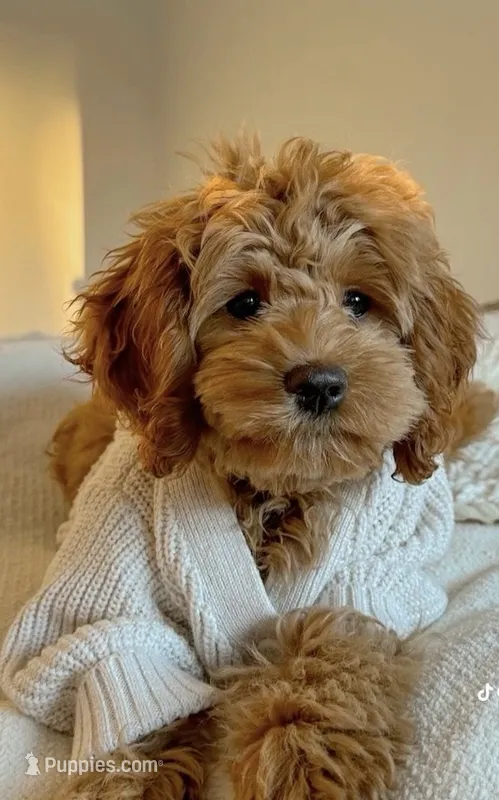 Clover – Miniature Goldendoodle puppy for sale in Tampa, FL