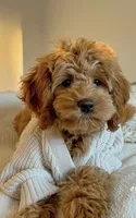 Clover, a male Miniature Goldendoodle for sale in Tampa, FL – 1 of 1
