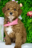 Blue, a male Goldendoodle for sale in Tampa, FL – 2 of 3