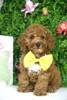 Clyde, a male Goldendoodle and Miniature Goldendoodle for sale in Tampa, FL – 1 of 2