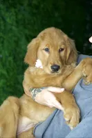 Daisy, a  Golden Retriever for sale in Tampa, FL – Photo 2 of 2