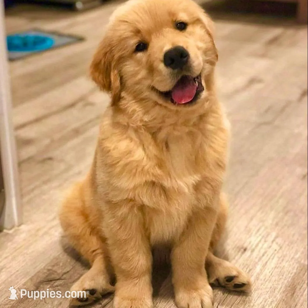 Daisy, a  Golden Retriever for sale in Tampa, FL – Photo 1 of 1