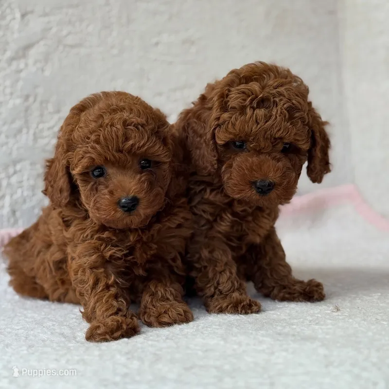 Nala, a female Poodle - Toy  for sale in Tampa, FL – 1 of 2