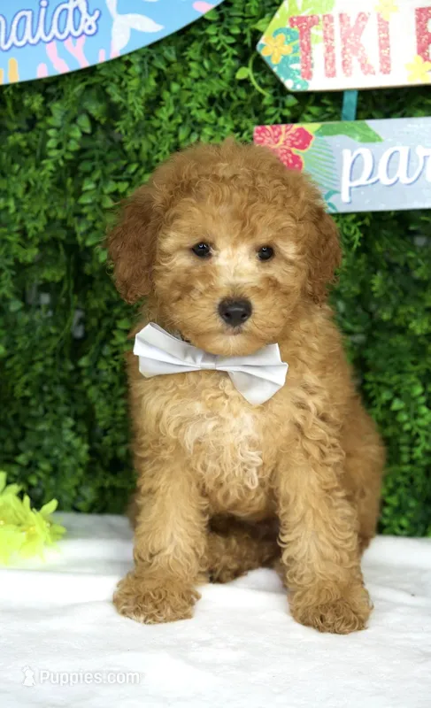 Jet – Miniature Goldendoodle puppy for sale in Tampa, FL