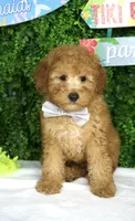 Jet, a male Miniature Goldendoodle for sale in Tampa, FL – 1 of 1