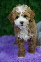 Brody, a male Poodle - Miniature  for sale in Tampa, FL – Photo 1 of 3