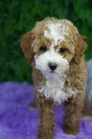 Brody, a male Poodle - Miniature  for sale in Tampa, FL – Photo 3 of 3