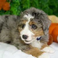 Bambi, a female Bernedoodle for sale in Tampa, FL – Photo 3 of 4