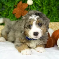 Bambi, a female Bernedoodle for sale in Tampa, FL – Photo 1 of 4