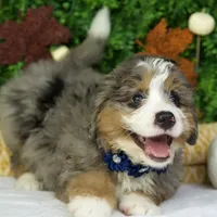 Bambi, a female Bernedoodle for sale in Tampa, FL – Photo 2 of 4