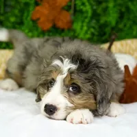 Bambi, a female Bernedoodle for sale in Tampa, FL – Photo 4 of 4