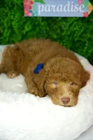 Sage, a male Goldendoodle for sale in Tampa, FL – Photo 3 of 3