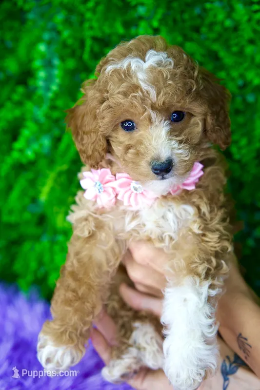 Gigi – Miniature Goldendoodle puppy for sale in Tampa, FL