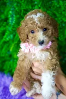 Gigi, a female Miniature Goldendoodle for sale in Tampa, FL – 1 of 1