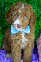 Charlie, a male Goldendoodle for sale in Tampa, FL – 2 of 2