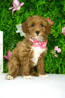 Flora, a female Miniature Goldendoodle for sale in Tampa, FL – 2 of 2