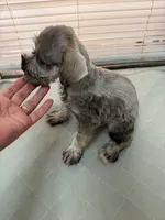 Nico, a male Miniature Schnauzer for sale in La Marque, TX – 3 of 3