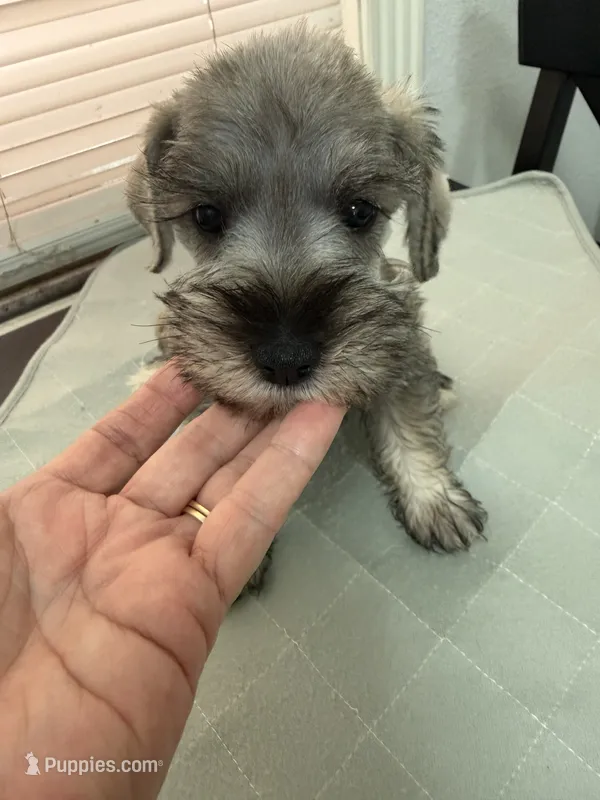 Nico – Miniature Schnauzer puppy for sale in La Marque, TX