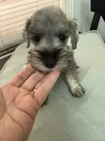 Nico, a male Miniature Schnauzer for sale in La Marque, TX – 1 of 3