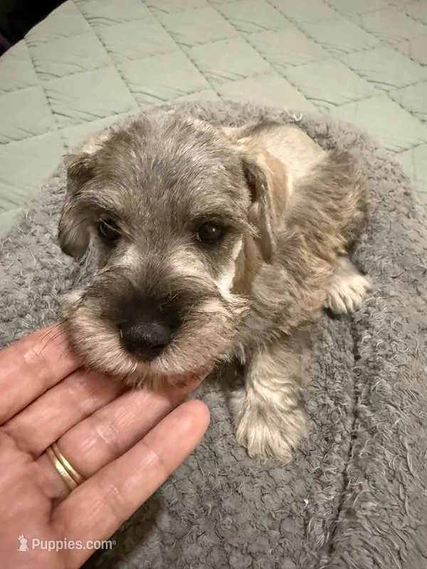Emma , a female Miniature Schnauzer for sale in La Marque, TX – 1 of 5