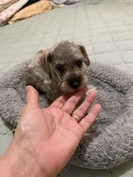 Emma , a female Miniature Schnauzer for sale in La Marque, TX – 5 of 5