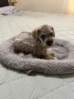 Emma , a female Miniature Schnauzer for sale in La Marque, TX – 4 of 5
