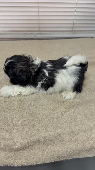 Bruno, a male Shih Tzu for sale in La Marque, TX – 3 of 3