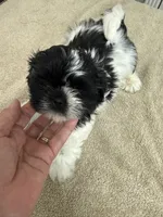 Bruno, a male Shih Tzu for sale in La Marque, TX – 1 of 3