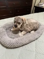 Emma , a female Miniature Schnauzer for sale in La Marque, TX – 3 of 5