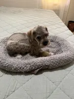 Emma , a female Miniature Schnauzer for sale in La Marque, TX – 2 of 5