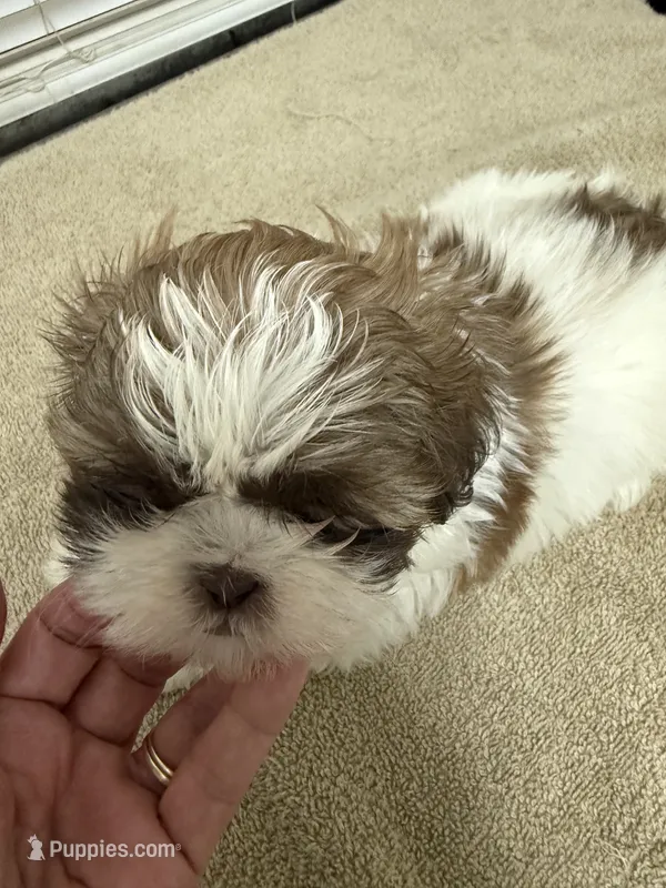 Lala – Shih Tzu puppy for sale in La Marque, TX