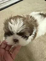 Lala, a female Shih Tzu for sale in La Marque, TX – 1 of 3