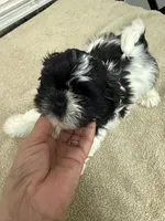 Bruno, a male Shih Tzu for sale in La Marque, TX – 2 of 3