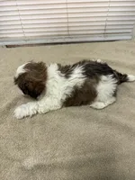 Emma, a female Shih Tzu for sale in La Marque, TX – 2 of 3