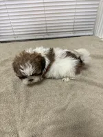 Lala, a female Shih Tzu for sale in La Marque, TX – 3 of 3