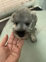 Nico, a male Miniature Schnauzer for sale in La Marque, TX – 2 of 3