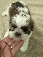 Lala, a female Shih Tzu for sale in La Marque, TX – 2 of 3