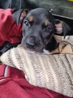 Matilda , a female American Staffordshire Terrier and Miniature Pinscher for sale in Staten Island, NY – 3 of 3