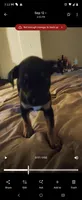Ghostface , a female American Staffordshire Terrier and Miniature Pinscher for sale in Staten Island, NY – 4 of 8