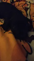 Mittens , a female American Staffordshire Terrier and Miniature Pinscher for sale in Staten Island, NY – 2 of 4
