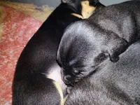 Mittens , a female American Staffordshire Terrier and Miniature Pinscher for sale in Staten Island, NY – 4 of 4