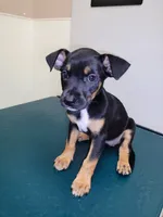 Matilda , a female American Staffordshire Terrier and Miniature Pinscher for sale in Staten Island, NY – 2 of 3