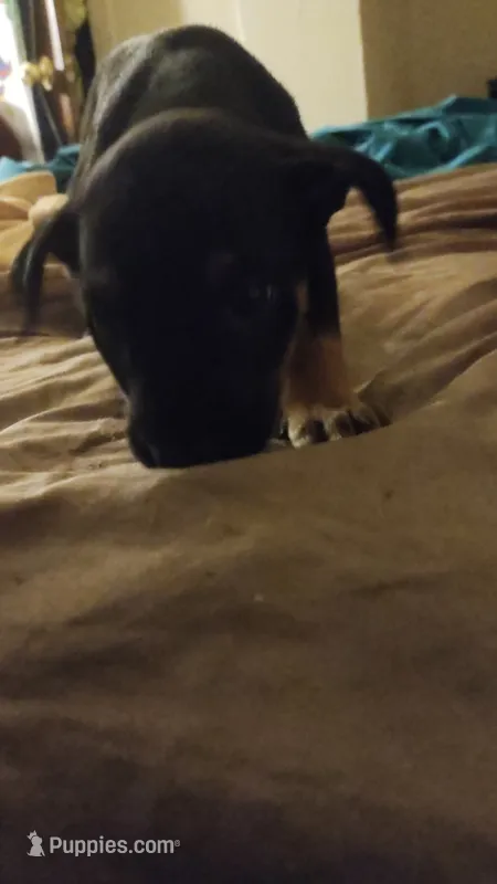 Matilda  – American Staffordshire Terrier, Miniature Pinscher puppy for sale in Staten Island, NY