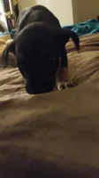 Matilda , a female American Staffordshire Terrier and Miniature Pinscher for sale in Staten Island, NY – 1 of 3