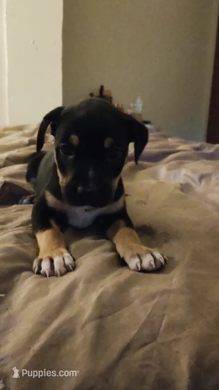 Ghostface  – American Staffordshire Terrier, Miniature Pinscher puppy for sale in Staten Island, NY